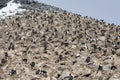 Colony of Imperial Shags - Antarctica