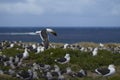 Colony of Kelp Gull on Sea Lion Island