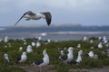 Colony of Kelp Gull on Sea Lion Island