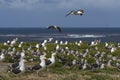 Colony of Kelp Gull on Sea Lion Island