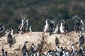 Colony of king cormorants Beagle Channel, Patagonia Royalty Free Stock Photo