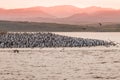 Colony of king cormorants Beagle Channel, Patagonia Royalty Free Stock Photo