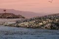 Colony of king cormorants Beagle Channel, Patagonia Royalty Free Stock Photo