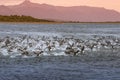 Colony of king cormorants Beagle Channel, Patagonia Royalty Free Stock Photo