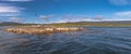 Colony of king cormorants Beagle Channel, Patagonia Royalty Free Stock Photo