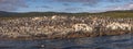 Colony of king cormorants Beagle Channel, Patagonia Royalty Free Stock Photo