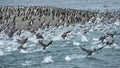 Colony of king cormorants Beagle Channel, Patagonia Royalty Free Stock Photo