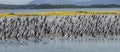 Colony of king cormorants Beagle Channel, Patagonia Royalty Free Stock Photo