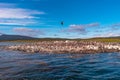 Colony of king cormorants at Beagle Channel, Patagonia Royalty Free Stock Photo