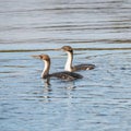 Colony of king cormorants at Beagle Channel, Patagonia, Tierra d Royalty Free Stock Photo