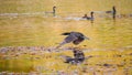 Colony of king cormorants at Beagle Channel, Patagonia, Tierra d Royalty Free Stock Photo