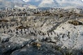 Colony of King Cormorants and Sea Lions on Ilha dos Passaros located on the Beagle Channel, Tierra Del Fuego, Argentina Royalty Free Stock Photo