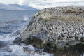 Colony of King Cormorants and Sea Lions on Ilha dos Passaros located on the Beagle Channel, Tierra Del Fuego Royalty Free Stock Photo