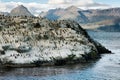 Colony of King Cormorants on a small island, Beagle Channel, Tierra Del Fuego Royalty Free Stock Photo