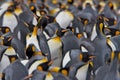 Colony of King Penguins