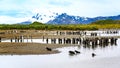 Colony of king penguins - Aptendytes patagonica - bathing seals at the beach with glacier, snowcapped mountains in South Georgia Royalty Free Stock Photo