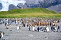 Colony of king penguins - Aptendytes patagonica - with lots of chicks standing in scenic destination of South Georgia Royalty Free Stock Photo