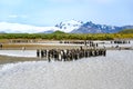 Colony of king penguins - Aptendytes patagonica - on morning at the beach with glacier and snowcapped mountains in South Georgia Royalty Free Stock Photo