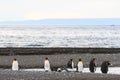 A colony of King Penguins, Aptenodytes patagonicus, resting on the beach at Parque Pinguino Rey, Tierra del Fuego Patagonia Royalty Free Stock Photo