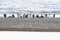 A colony of King Penguins, Aptenodytes patagonicus, resting on the beach at Parque Pinguino Rey, Tierra del Fuego Patagonia Royalty Free Stock Photo