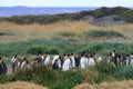 A colony of King Penguins Aptenodytes patagonicus resting in the grass at Parque Pinguino Rey, Tierra del Fuego Patagonia Royalty Free Stock Photo