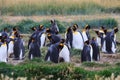 A colony of King Penguins, Aptenodytes patagonicus, resting in the grass at Parque Pinguino Rey, Tierra del Fuego Patagonia Royalty Free Stock Photo