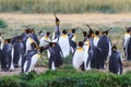 A colony of King Penguins, Aptenodytes patagonicus, resting in the grass at Parque Pinguino Rey, Tierra del Fuego Patagonia Royalty Free Stock Photo