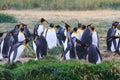 A colony of King Penguins, Aptenodytes patagonicus, resting in the grass at Parque Pinguino Rey, Tierra del Fuego Patagonia Royalty Free Stock Photo