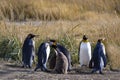 A colony of King Penguins, Aptenodytes patagonicus, resting in the grass at Parque Pinguino Rey, Tierra del Fuego Patagonia Royalty Free Stock Photo