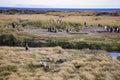 A colony of King Penguins, Aptenodytes patagonicus, resting in the grass at Parque Pinguino Rey, Tierra del Fuego Patagonia Royalty Free Stock Photo