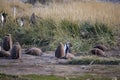 A colony of King Penguins, Aptenodytes patagonicus, resting in the grass at Parque Pinguino Rey, Tierra del Fuego Patagonia Royalty Free Stock Photo