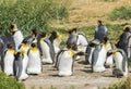 Colony of king penguins at Tierra el Fuego in Chile