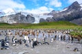 Colony of king penguins, chicks in paradise with green hills, rocks, glacier on sunny day with blue sky, South Georgia Royalty Free Stock Photo