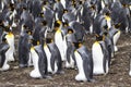 Colony of King Penguins - Falkland Islands