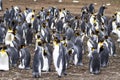 Colony of King Penguins - Falkland Islands
