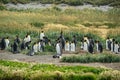 Colony of King penguins of ocean coastline in Chile