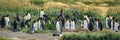 Colony of King penguins of ocean coastline in Chile