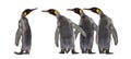 Colony of King penguins in a row, isolated Royalty Free Stock Photo