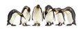 Colony of King penguins in a row, isolated Royalty Free Stock Photo