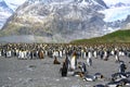 Colony of king penguins with some chicks, rocks, rugged  mountains,, glacier, South Georgia Royalty Free Stock Photo