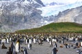 Colony of king penguins with some chicks and a skua bird of prey in landscape, rocks, rugged  mountains, glacier, South Georgia Royalty Free Stock Photo