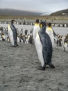 King Penguins on the South Georgia Islands, Antarctica Royalty Free Stock Photo