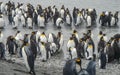 King Penguins on the South Georgia Islands, Antarctica Royalty Free Stock Photo