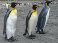 King Penguins on the South Georgia Islands, Antarctica Royalty Free Stock Photo