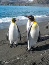 King Penguins on the South Georgia Islands, Antarctica Royalty Free Stock Photo