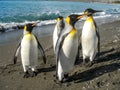 King Penguins on the South Georgia Islands, Antarctica Royalty Free Stock Photo