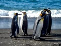 King Penguins on the South Georgia Islands, Antarctica Royalty Free Stock Photo