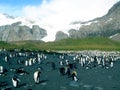 King Penguins on the South Georgia Islands, Antarctica Royalty Free Stock Photo