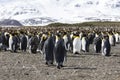 A colony of king penguins with their chicks in the center of the colony Royalty Free Stock Photo