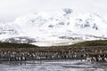 A colony of king penguins with their chicks in the center of the colony in South Georgia Royalty Free Stock Photo